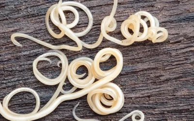 Parasite Control : for your pets and your family