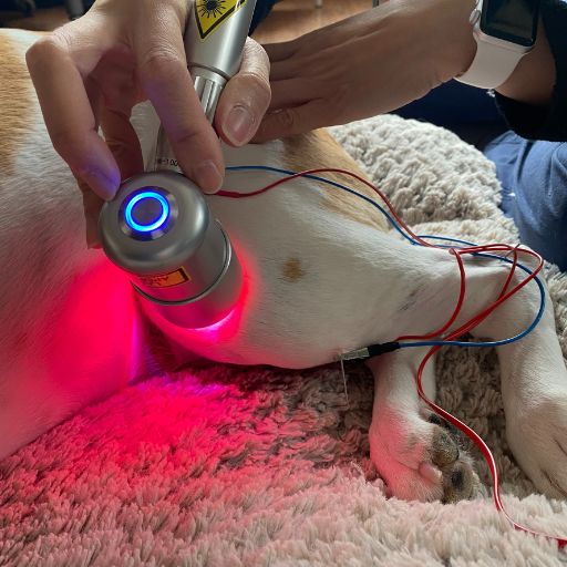 Dog receiving infrared light therapy for pain relief