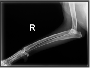 Pet Right lag X-ray