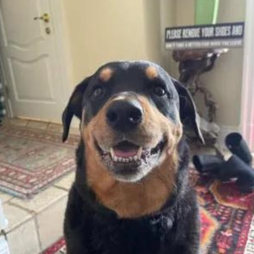 A happy dog sitting on the floor