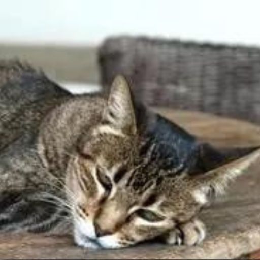 A cat peacefully resting on a wooden table