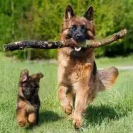 A German Shepherd dog joyfully running with a stick in its mouth