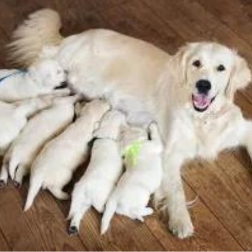 puppies nursing