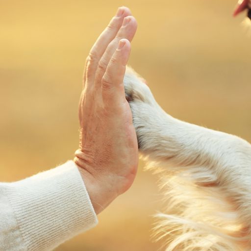 A person and a dog share a joyful moment