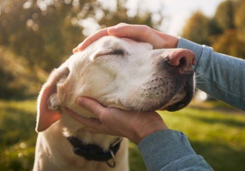 lady petting dog at the park