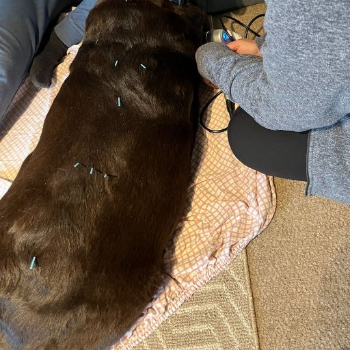 A dog receiving acupuncture treatment on its back