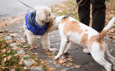 Puppy Socialization