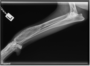 Pet Left lag X-ray