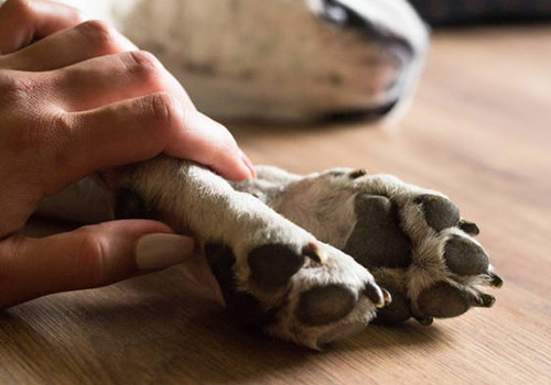 A dog's paws being gently touched by its owner's hands