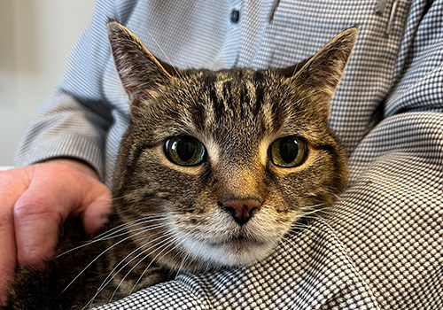 A cat being held in its owner's lap