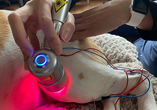 laser therapy on a dog's leg