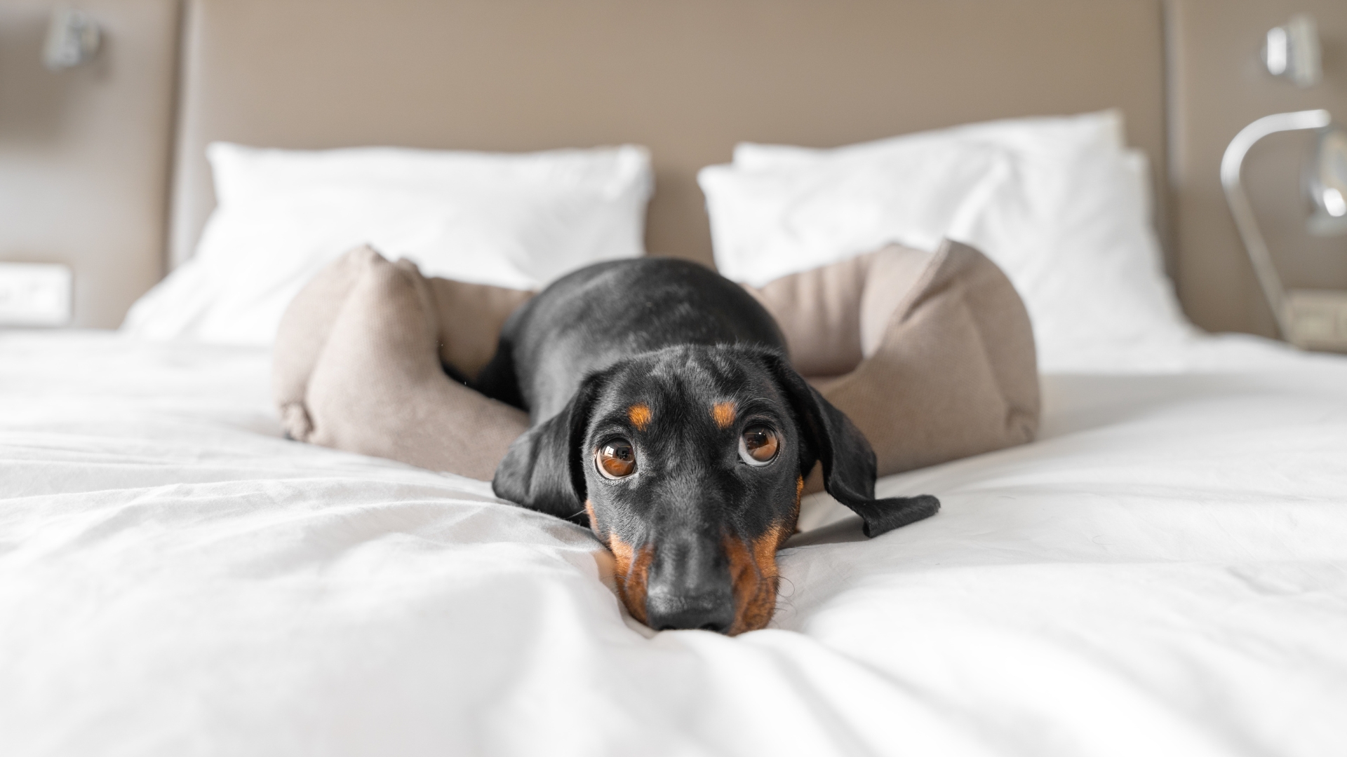emergency-hospital-locations-york-mobile-vet-hospital
