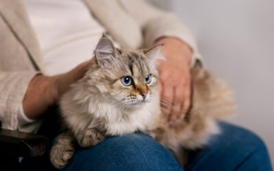 FreeStyle Libre 3: The Newest Continuous Glucose Monitor for Pets with Diabetes