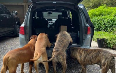 Is Mobile Vet Care Right for Your Pet?