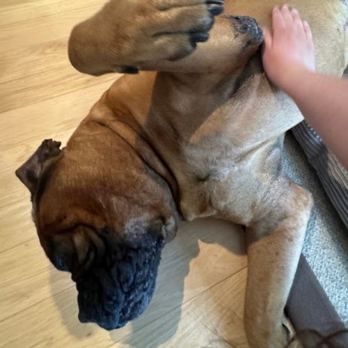 Dog receiving infrared light therapy for pain relief