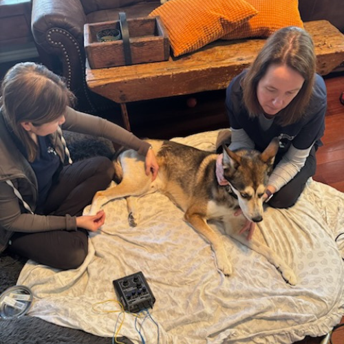 Dog receiving infrared light therapy for pain relief