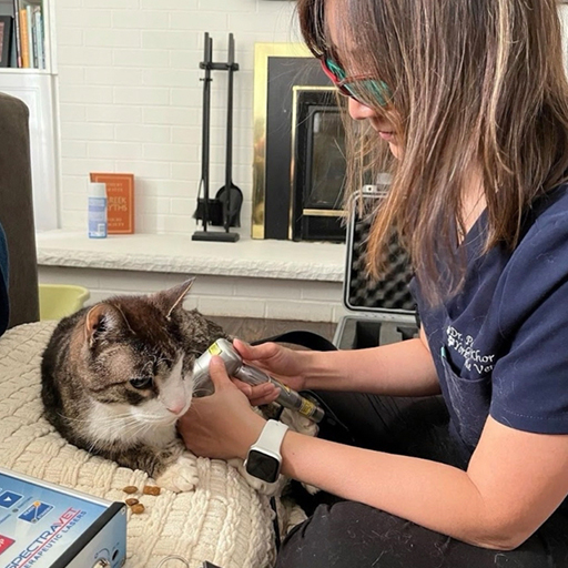 dog laser therapy during treatment