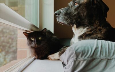 Pet Grief – Bonded Pets