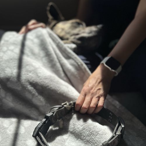 grief support image placing collar on a dog at home