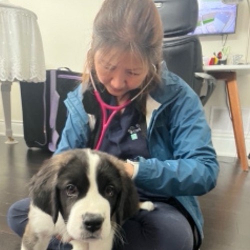 a veterinarian examines a dog
