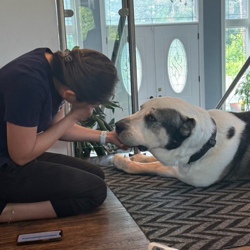 a veterinarian examines a dog