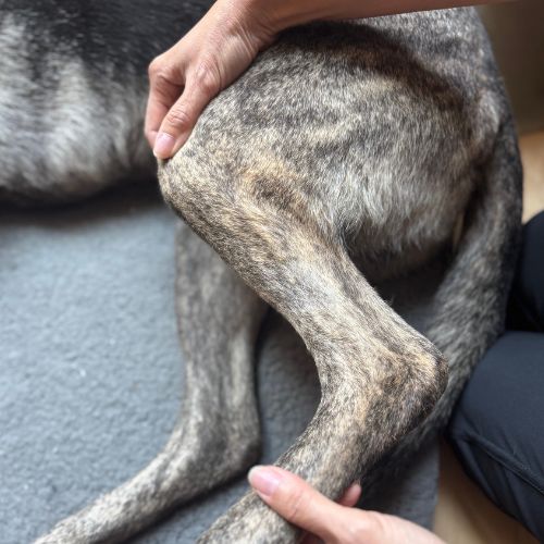 comfort consult care Dog receiving infrared light therapy for pain relief