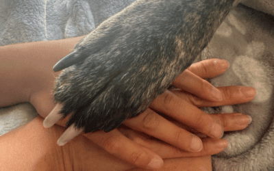 Children and Pet Loss