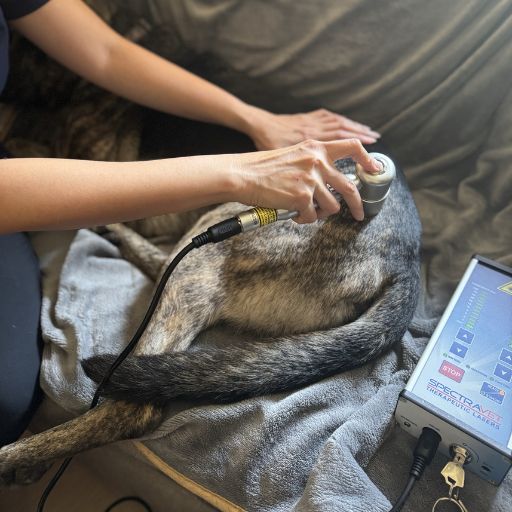 laser therapy for pets (1) vet staff doing laser therapy for a dog