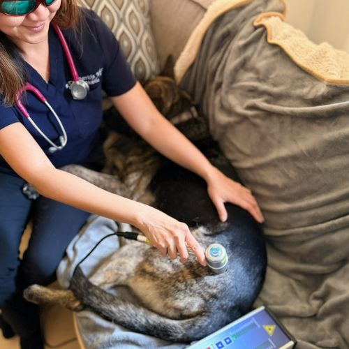 pet acupuncture Dog receiving infrared light therapy for pain relief